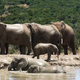 Image for article titled Want To Create A Matriarchy That Works? Learn From Animals